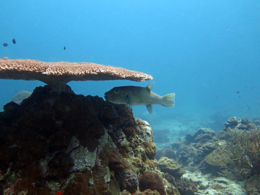Koh Chang: Snorkeling Trip to Reefs or Wrecks with Lunch - Koh Rang National Park: the protected reef stop (when your route includes it)