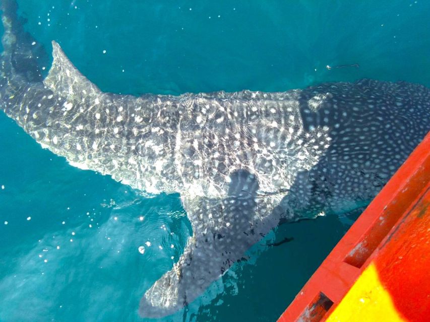 Koh Chang: Snorkeling Trip to Reefs or Wrecks with Lunch - Lunch on the boat: Thai buffet, fruit, and nonstop drinks