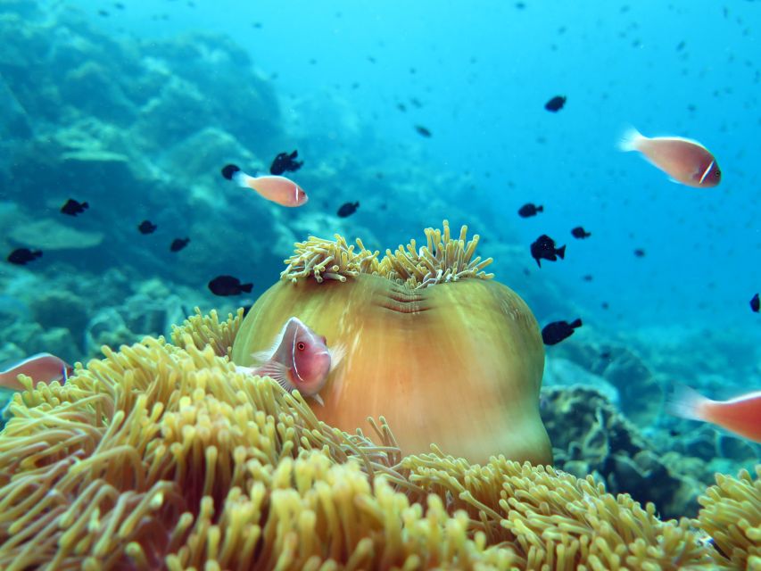 Koh Chang: Snorkeling Trip to Reefs or Wrecks with Lunch - Getting there and getting back: transfers you should understand