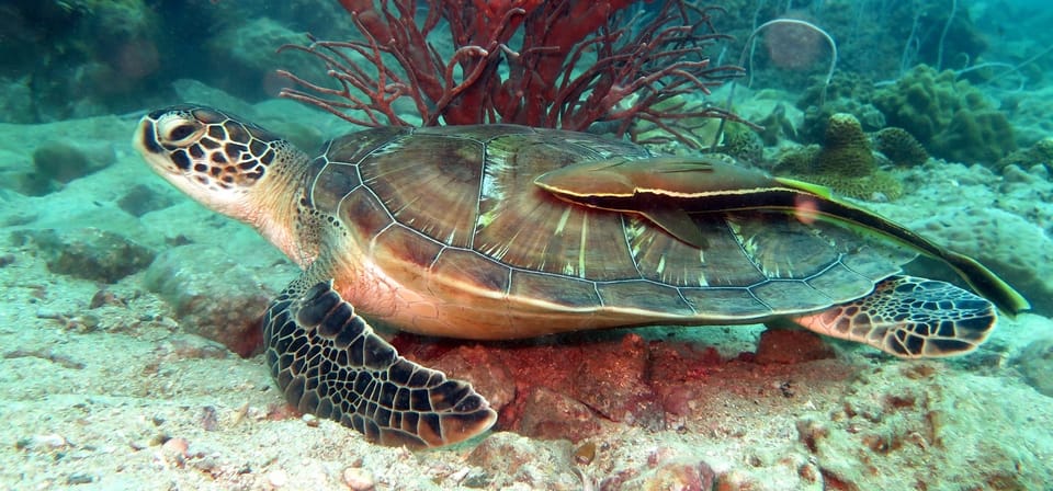 Koh Kood or Koh Rang: Snorkeling Day Trip with Buffet Lunch - What You’ll See Underwater: Coral, Colorful Fish, and Turtle Odds