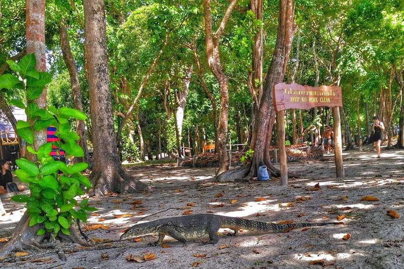 Koh Lanta: Adventure Sea Tour to Koh Rok and Koh Haa - Koh Rok islands: where snorkeling is easy because the coral stays close