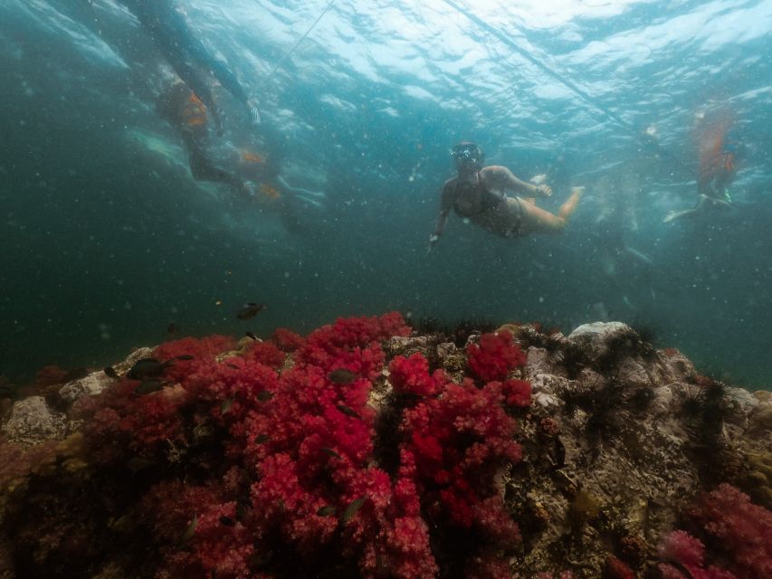 Koh Lipe: Longtail Boat Snorkeling Trip with Lunch - Key highlights at a glance