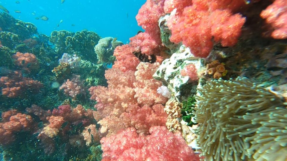 Koh Lipe: Longtail Boat Snorkeling Trip with Lunch - Stop 1: Jabung Island and the seven-color coral effect