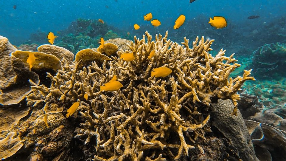 Koh Lipe: Longtail Boat Snorkeling Trip with Lunch - Stop 6: Adang Island—anemones, clownfish, and starfish sightings