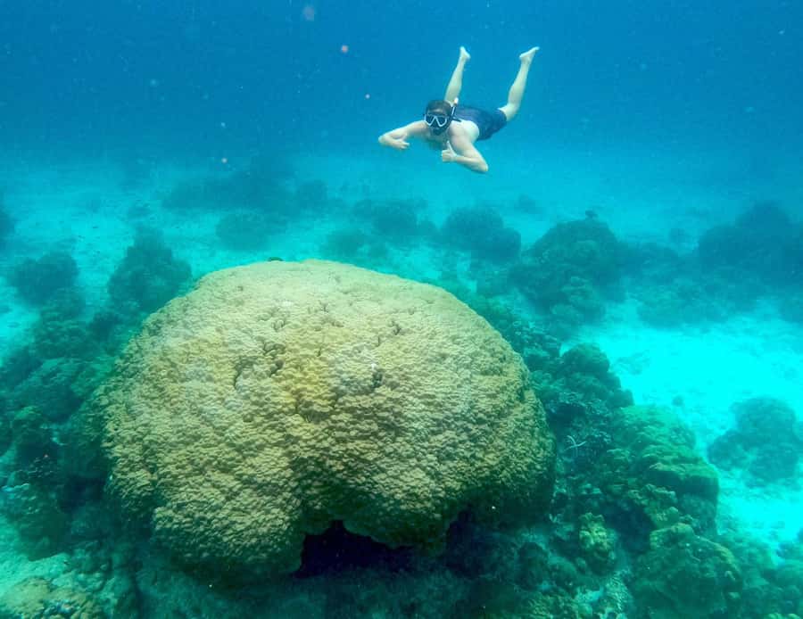 Koh Pha Ngan: Koh Tao & Nang Yuan Tour with Snorkel, Lunch - Japanese Garden Snorkeling: One More Chance for Coral