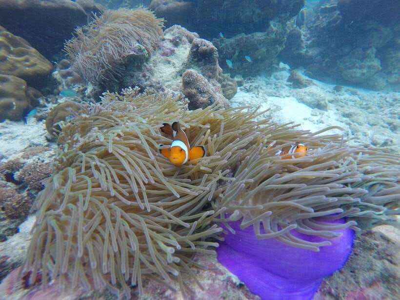 Koh Phi Phi: Maya Bay Private Longtail Boat Tour - Private longtail, real flexibility on Koh Phi Phi