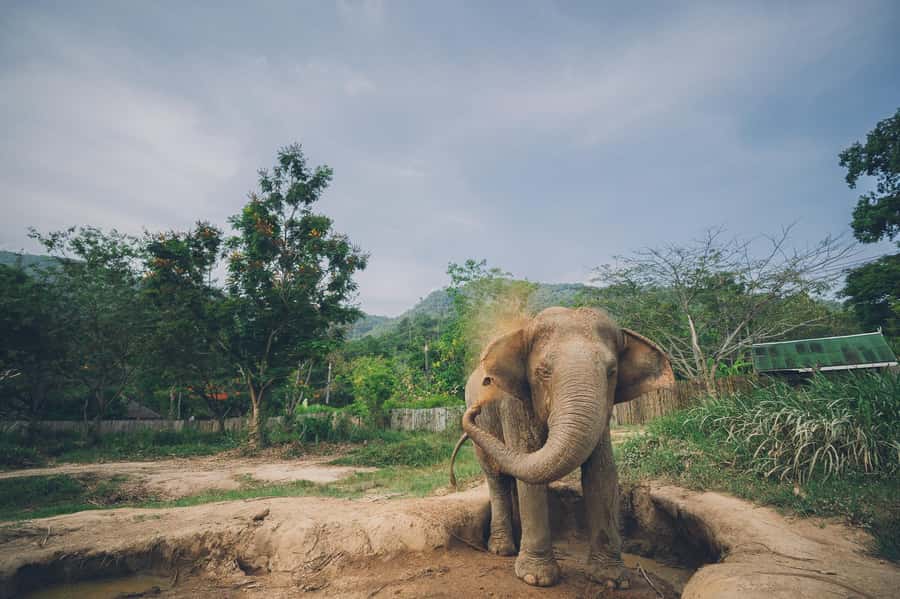 Koh Samui: Elephant Kingdom Sanctuary Half-Day Tour - What Ethical Observation-Only Really Means at Koh Samui Elephant Kingdom