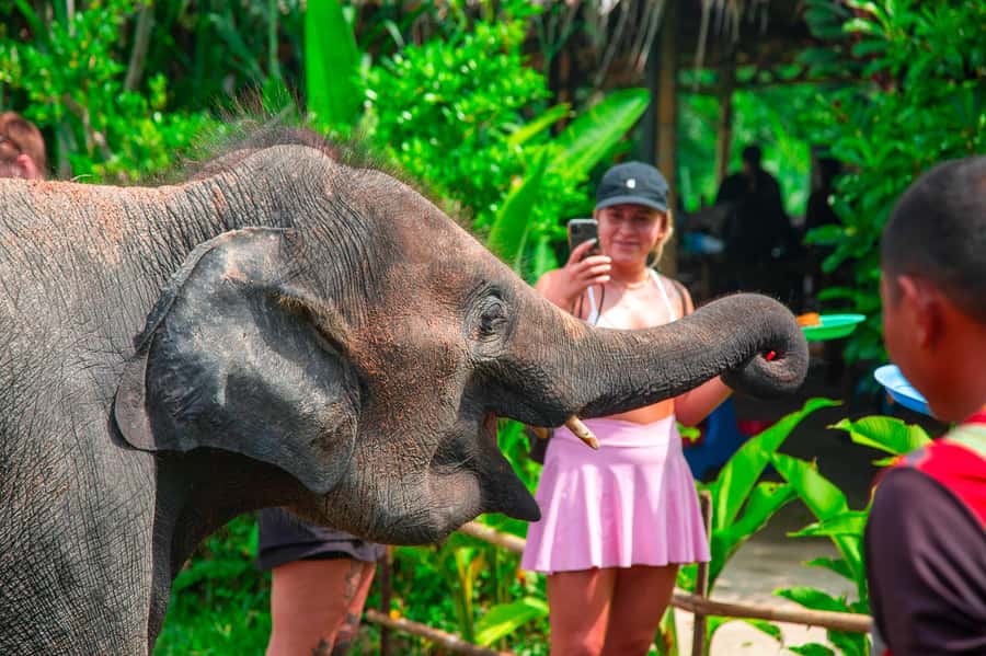 Koh Samui: Elephant Sanctuary and Jungle Tour with Lunch - Pickup and the 4WD jeep experience (yes, it can be a little wild)
