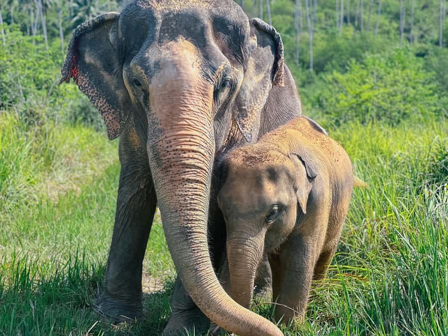 Koh Samui: Ethical Elephant Home Guided Tour with Transfers - Jungle walking and elephant food prep: where education turns practical