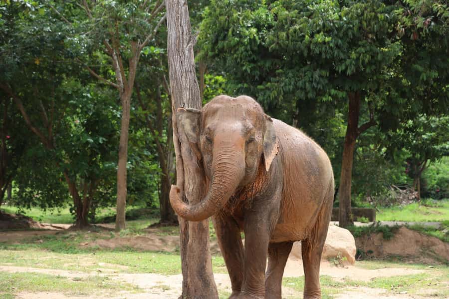 Koh Samui: Ethical Elephant Sanctuary Tour with Buffet Lunch - What to bring (so your day stays comfortable, not miserable)