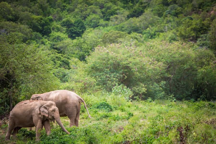 Koh Samui: Ethical Elephant Sanctuary Tour with Buffet Lunch - Feeding and dietary supplement prep: the hands-on part that feels meaningful