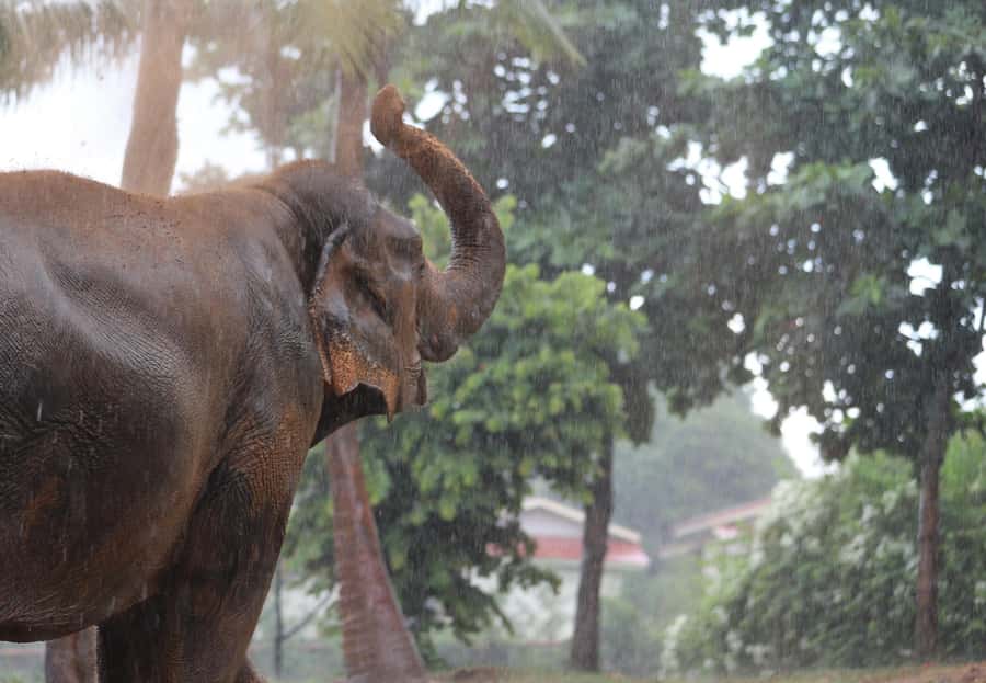 Koh Samui: Ethical Elephant Sanctuary Tour with Buffet Lunch - Elephant ethics on the ground: what you should expect about riding, bathing, and rehab