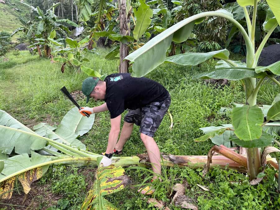 Koh Samui: Ethical Elephant Sanctuary Tour with Buffet Lunch - The 3-hour sanctuary visit: what that time is really for