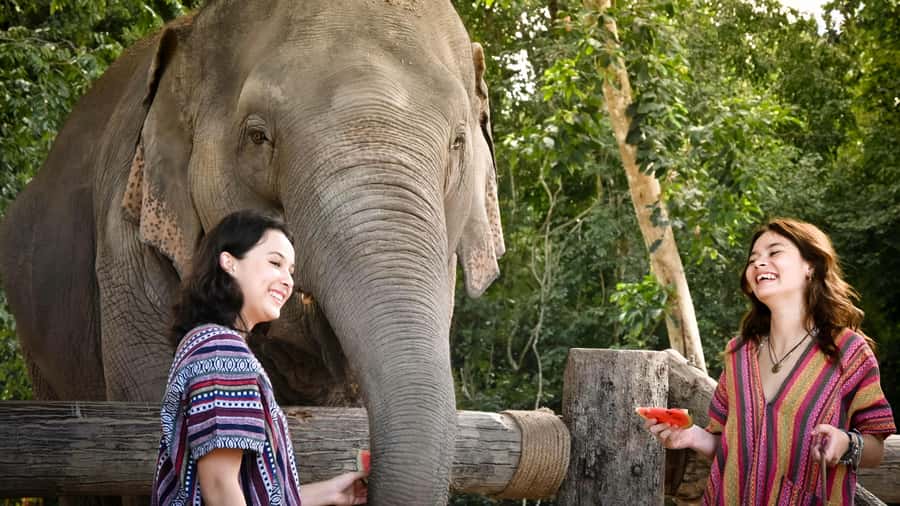 Koh Samui: Feed & Shower with Elephants Experience - Key takeaways before you go