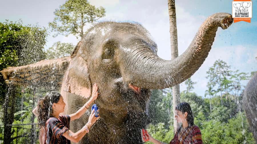 Koh Samui: Feed & Shower with Elephants Experience - Getting to Mae Nam: transfers and timing that shape your day