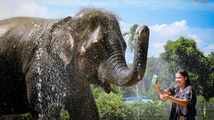 Koh Samui: Feed & Shower with Elephants Experience - Feeding elephants: what you do, what you learn, and how it feels