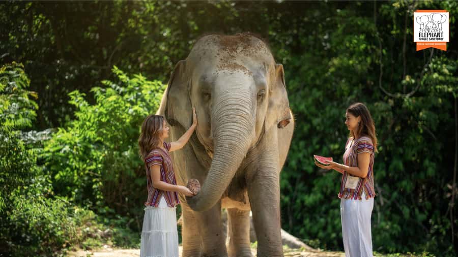 Koh Samui: Feed & Shower with Elephants Experience - Who should book this, and who should skip it