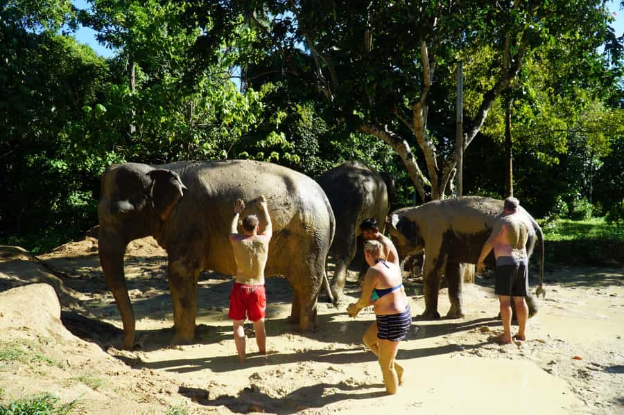 Koh Samui: Half-Day Ethical Elephant Sanctuary with Mud Spa - Jungle walk with the herd: learning elephant daily life on foot