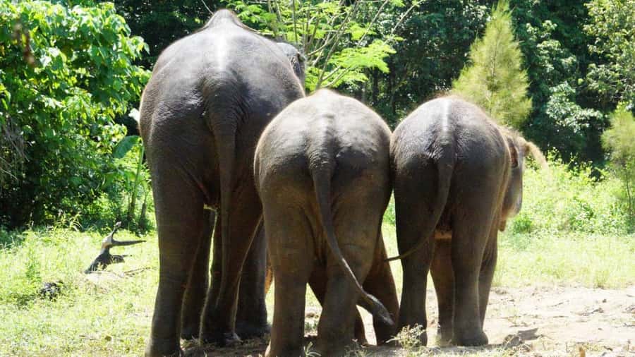 Koh Samui: Half-Day Ethical Elephant Sanctuary with Mud Spa - What to pack (so you do not suffer quietly)