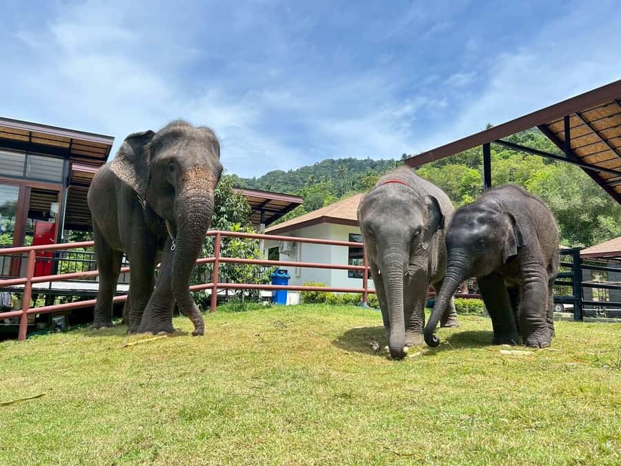 Koh Samui: Half-Day Island Highlights Tour with Hotel Pickup - Na Muang Waterfall: The Best Nature Break in a 5-Hour Day