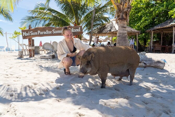 Koh Samui: Island Hopping Adventure in Coral and Pig Island - Key Highlights You Should Know Before You Go