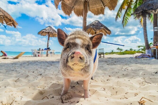 Koh Samui: Island Hopping Adventure in Coral and Pig Island - Lunch on Koh Tean: A Real Included Meal (Not an Afterthought)