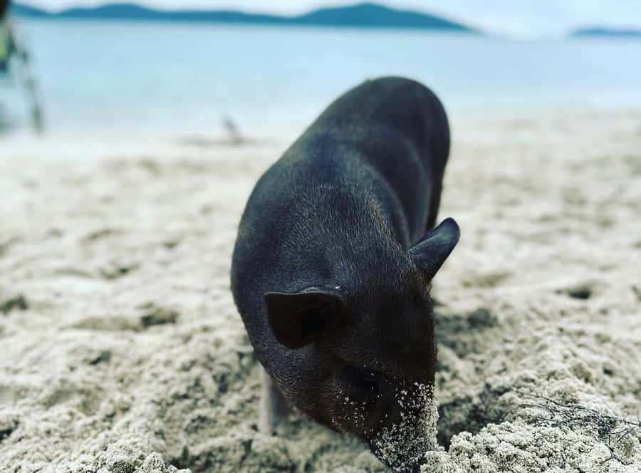 Koh Samui: Jetski Safari, Snorkeling to Pig & Virgin Islands - First Waves, Big Confidence: The Safety Briefing That Actually Helps