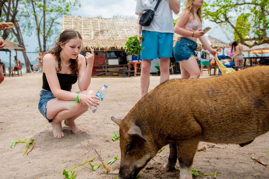 Koh Samui: Pink Dolphin Spotting & Pig Island Speedboat Tour - Comfort and safety: who should think twice