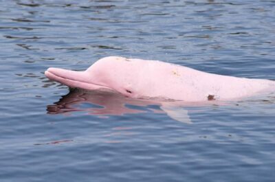 Koh Samui: Pink Dolphin Spotting & Pig Island Speedboat Tour - From hotel pickup to Thong Krut Pier: the morning rhythm