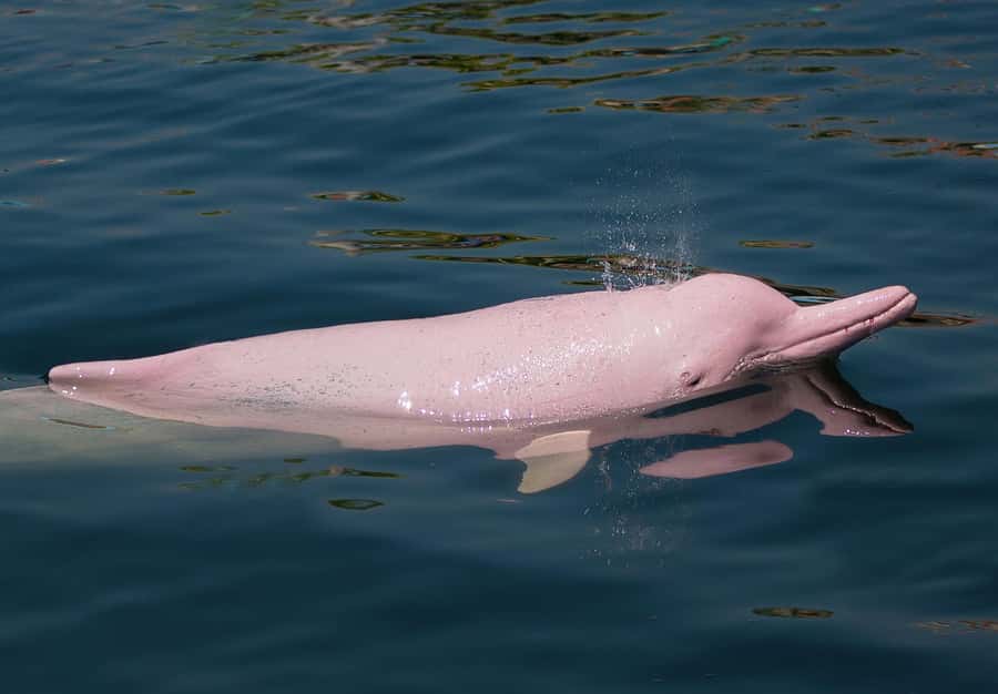 Koh Samui: Pink Dolphin Spotting & Pig Island Speedboat Tour - Tan Island snorkeling: coral, fish, and the importance of not trampling reefs