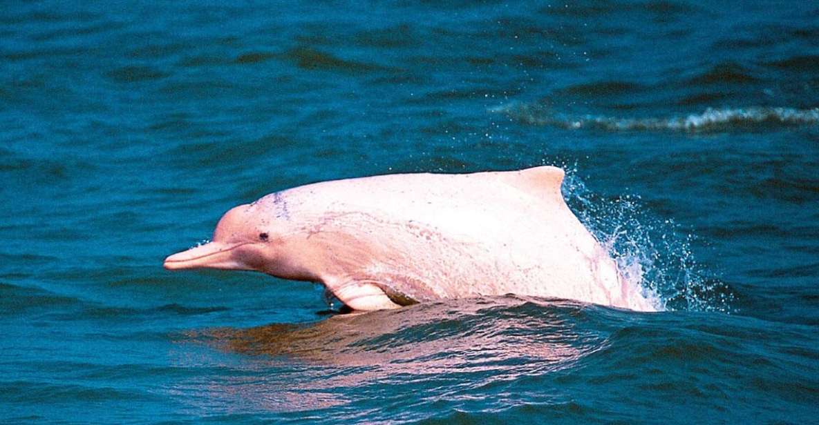 Koh Samui: Pink Dolphin Spotting & Pig Island Speedboat Tour - Pig Island wild boars: the photo moment that feels oddly real