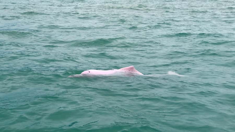 Koh Samui: Pink Dolphin Spotting & Pig Island Speedboat Tour - Mainland Beach lunch: simple, solid fuel for the afternoon
