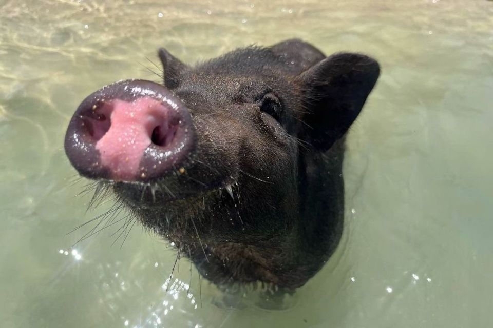 Koh Samui: Private Longtail Boat to Pig Island with Snorkel - Practical Checklist So Your Day Goes Smooth