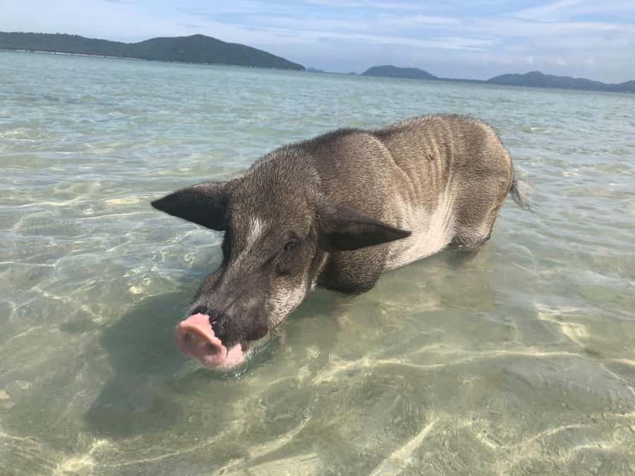 Koh Samui: Sunset Pig Island and Snorkeling Koh Tan w/Dinner - Koh Tan snorkeling: what you’ll see, and what can change