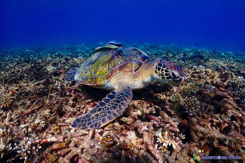 Koh Tao: Islands Snorkeling Highlights Day Tour & Lunch - Shark Bay: blacktip reef sharks and sea turtles right off the swim route