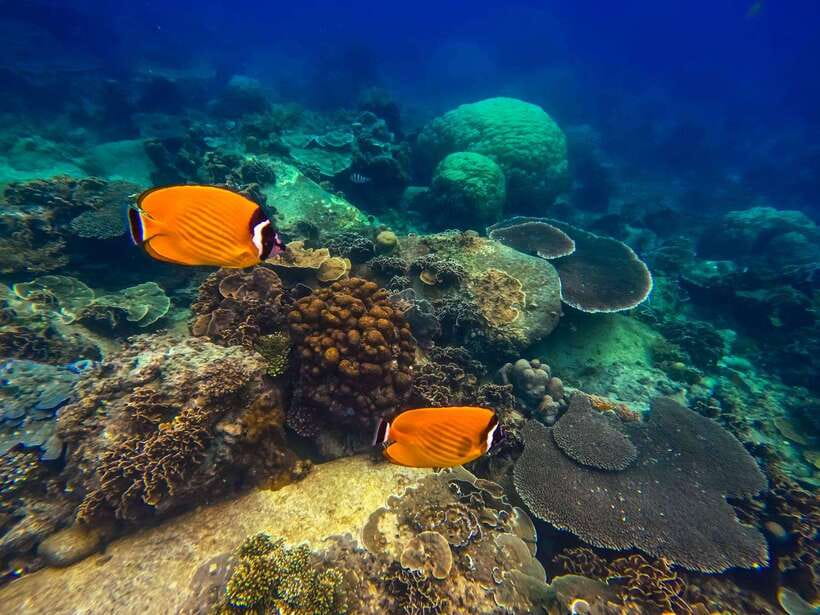 Koh Tao: Koh Nangyuan & Hidden Bays Snorkeling Tour w/ Lunch - Aow Leuk and Shark Bay: more chances, more variety