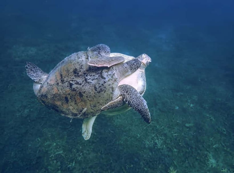 Koh Tao: Snorkeling Trip to Nang Yuan Island & Hidden Bays - Mango Bay lunch and free time: a real break, not just a meal