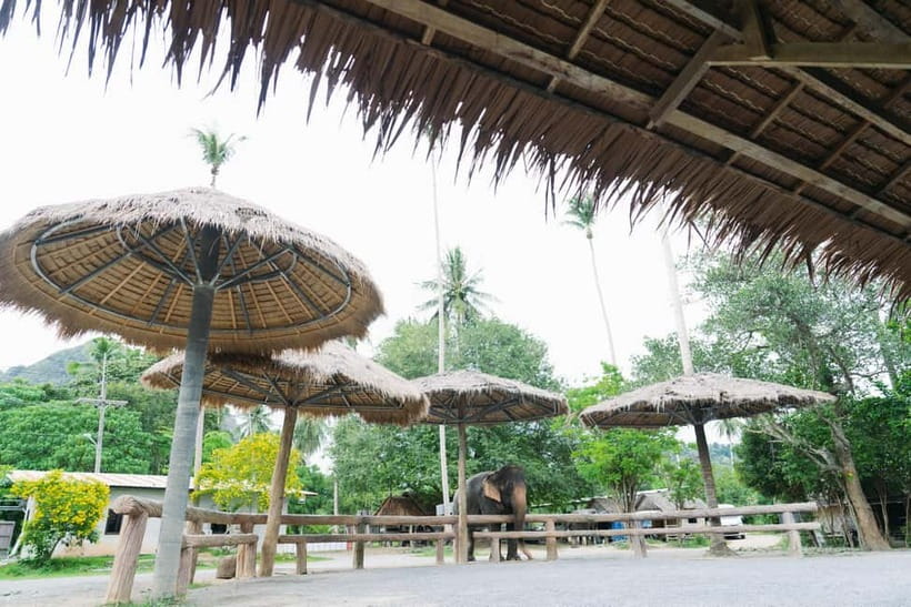 Krabi: Ao Nang Elephant Sanctuary Half-Day Tour - The briefing: how you learn to act around elephants