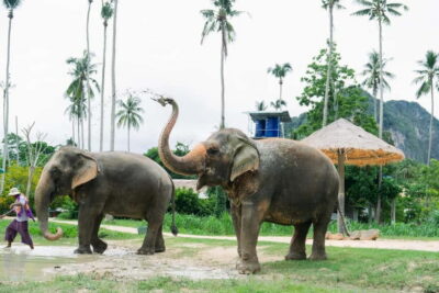 Krabi: Ao Nang Elephant Sanctuary Half-Day Tour - Getting there from Krabi: transfers that keep it stress-free