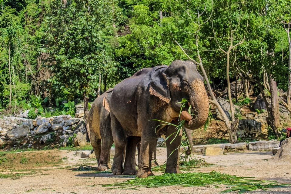 Krabi: Ao Nang Elephant Sanctuary Half-Day Tour - The elephant mud spa: natural sunscreen and the mess factor