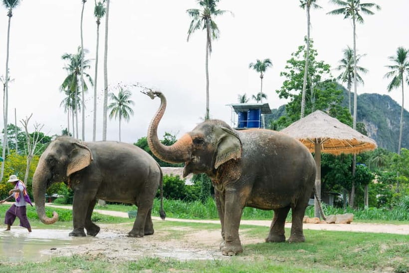 Krabi: Ao Nang Elephant Sanctuary Half-Day Tour - Getting there from Krabi: transfers that keep it stress-free