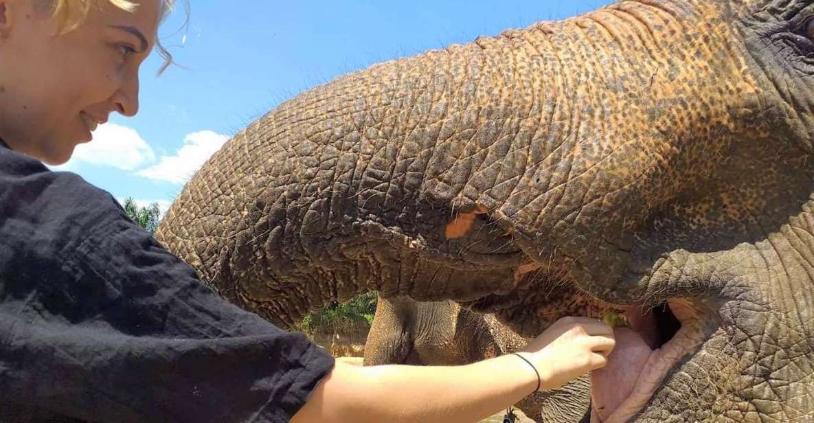 Krabi: Elephant Care House Guided Tour with Hotel Transfers - Entering Khao Phanom Bencha: Why the Park Setting Matters