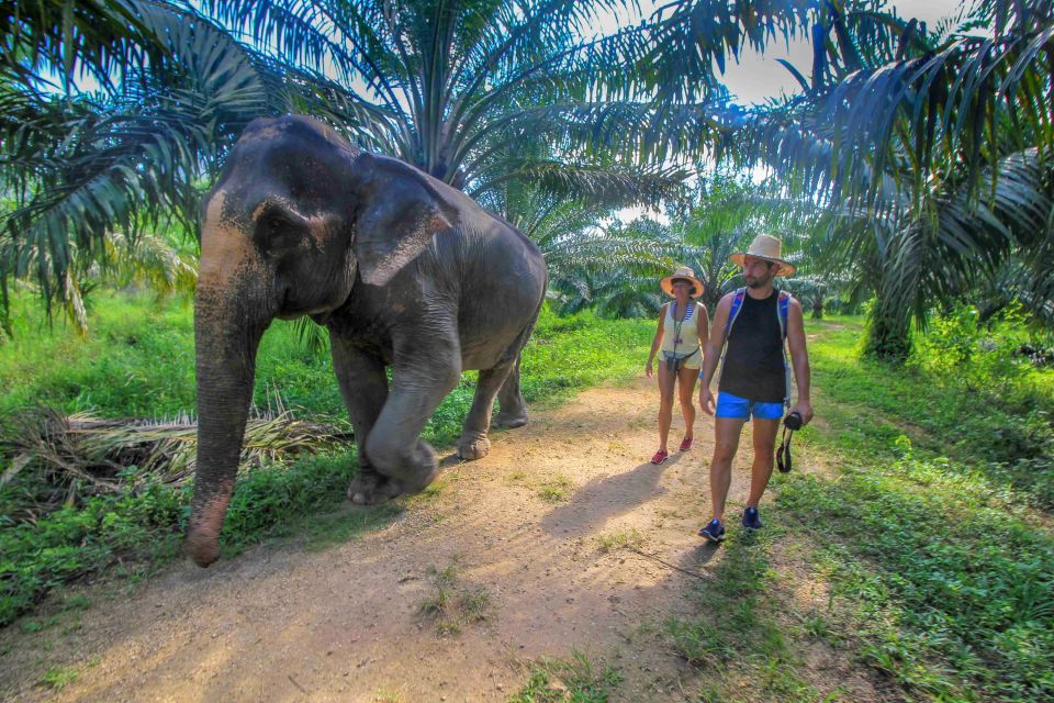 Krabi: Elephant Care House Guided Tour with Hotel Transfers - Price and Value at About $57: What You’re Actually Paying For