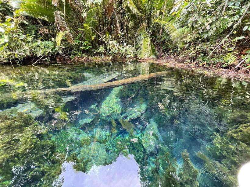 Krabi: Klong Root (Crystal lake) Kayaking tour - The pineapple plantation stop: a quick lesson with a tasty finish
