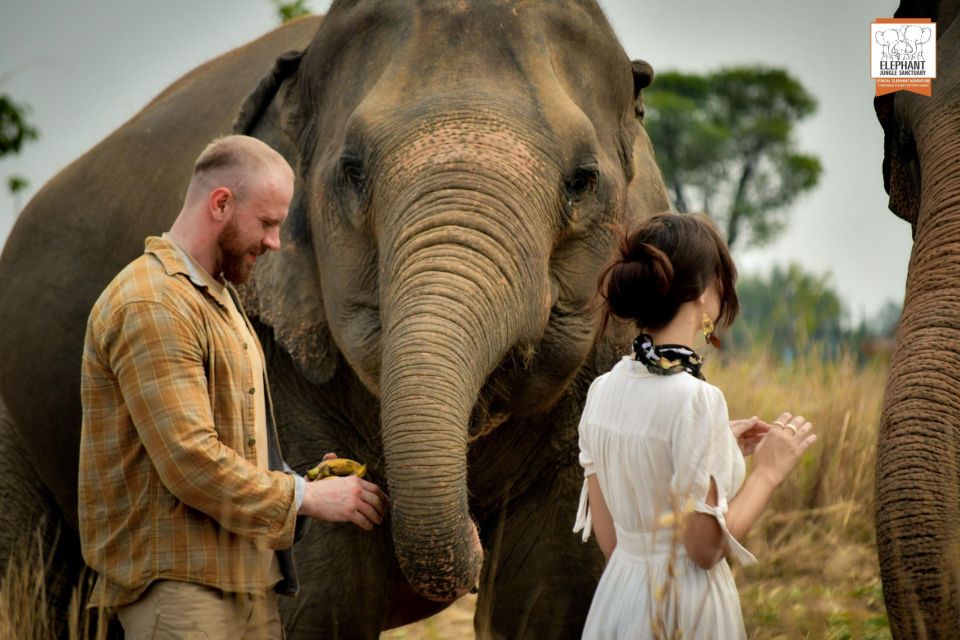 Pattaya: Elephant Jungle Sanctuary Feeding Experience - Elephant Jungle Sanctuary Feeding: What This Is Really Like