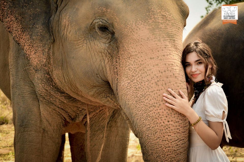 Pattaya: Elephant Jungle Sanctuary Feeding Experience - The Guide Talk That Makes the Encounter Worth More