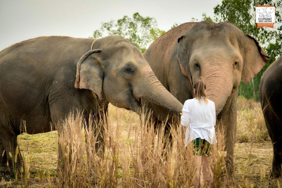 Pattaya: Elephant Jungle Sanctuary Feeding Experience - Photos: How to Get Great Shots Without Being a Weirdo