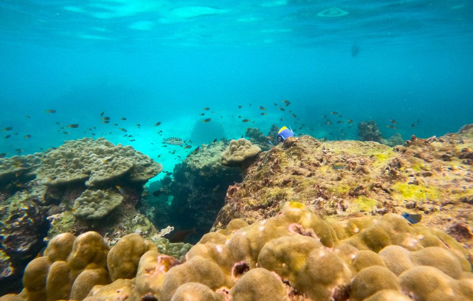 Phi Phi: Morning Speedboat Tour to Maya Bay with Snorkel - Quick Key Points Before You Go