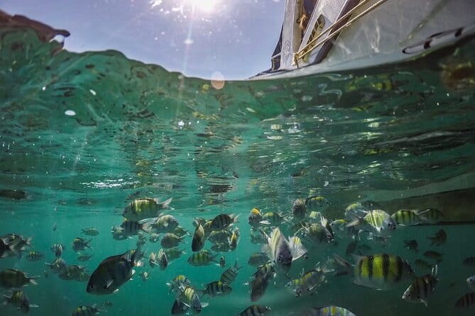 Phi Phi with Maya and Bamboo Island Day Trip by Speedboat - Monkey Beach, Viking Cave, and the Maya Bay Reality Check