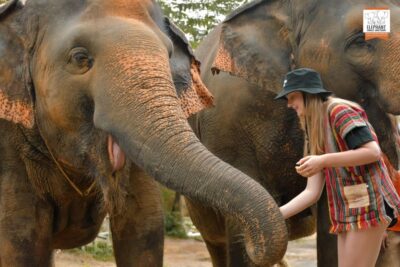 Phuket: Elephant Jungle Sanctuary Ethical Feeding Experience - Where it starts: meeting at Elephant Jungle Cafe (and ending back there)